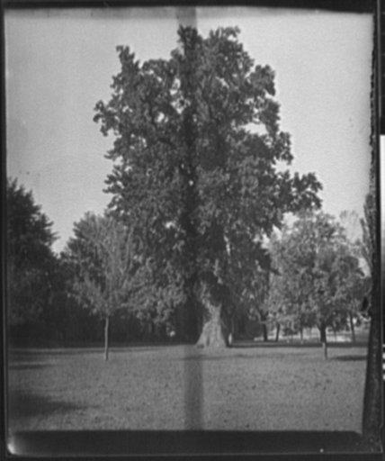Lafayette's tree, St. John's College