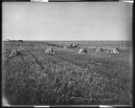 A Harvest field, Brookings, S.D.