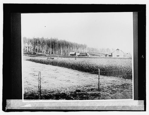 Buckwheat growing in Fairbanks, Alaska