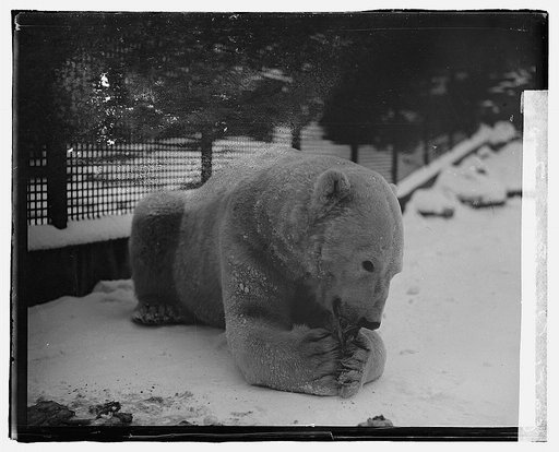 Polar Bear, zoo