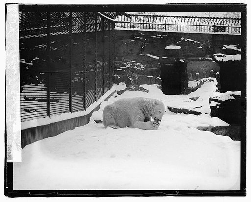 Polar Bear, zoo