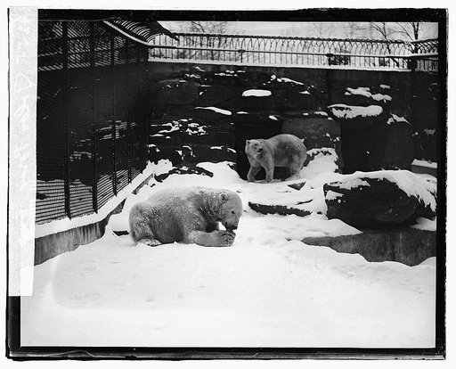 Polar Bear, zoo