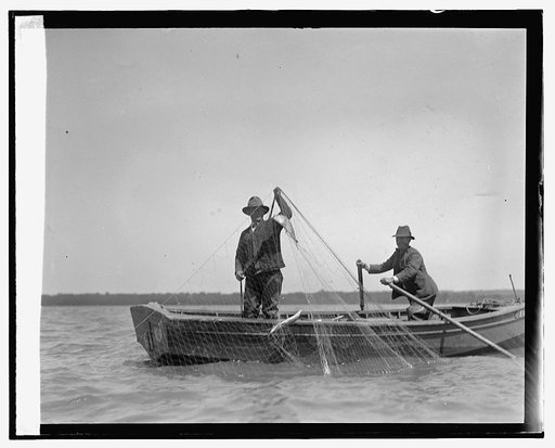 Shad fishing on the Potomac