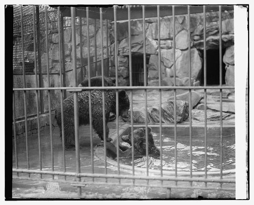 Bears at zoo
