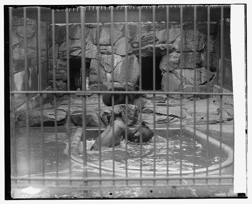 Bears at zoo