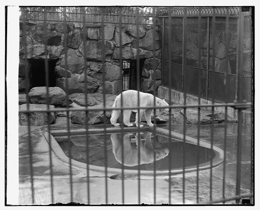 Polar bear at zoo