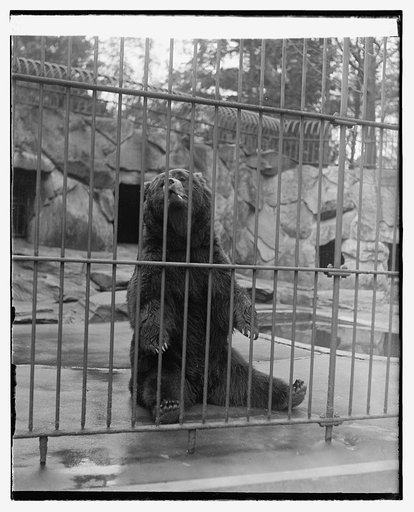 Bear at zoo
