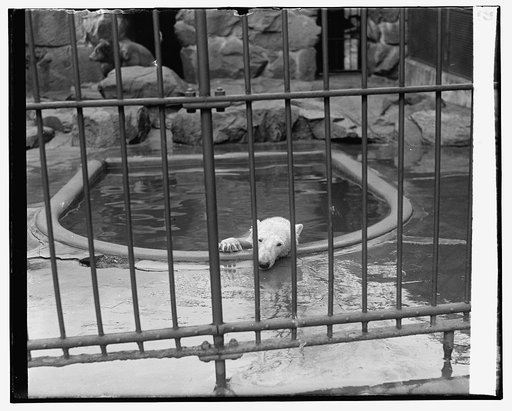 Polar bear at zoo