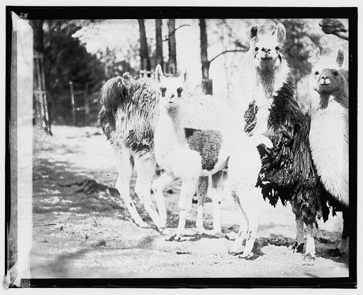 Zoo, llama