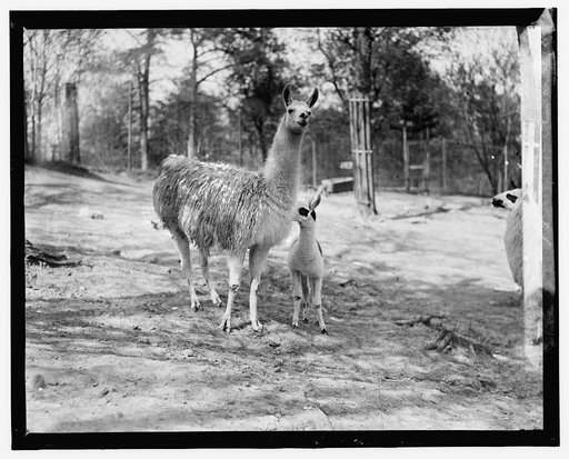 Zoo, llama