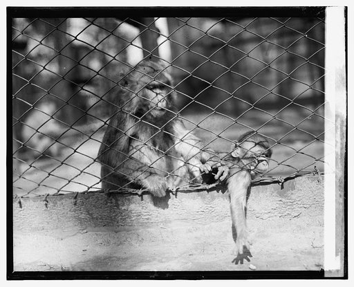 Zoo, monkeys