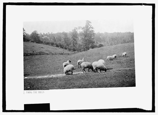 Sheep