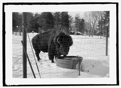 Zoo Park, buffalo