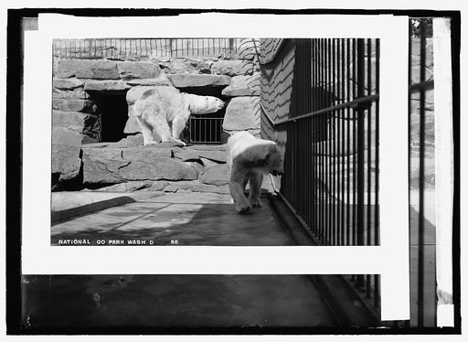 National Zoo park, Wash., D.C., polar bear