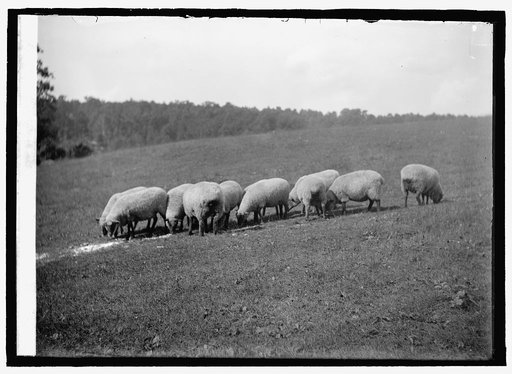 Sheep feeding
