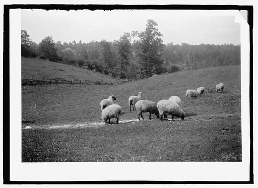 Sheep feeding