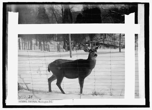 National Zoo Park, Washington, D.C.: deer
