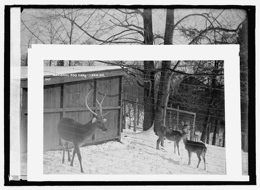 Deer, zoo