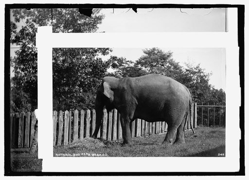 National Zoo Park, Wash., D.C.: elephant