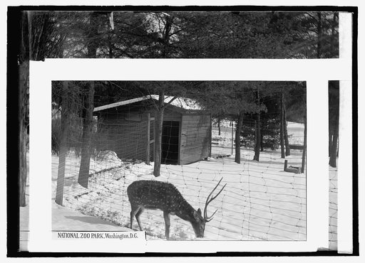 National Zoo Park, Washington, D.C.: deer