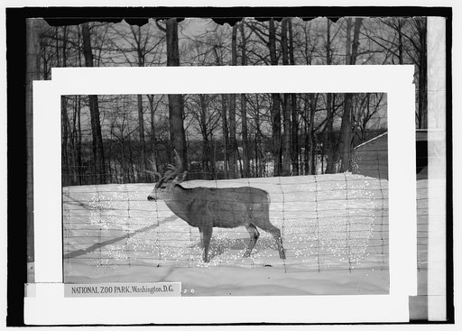 National Zoo Park, Washington, D.C.: deer