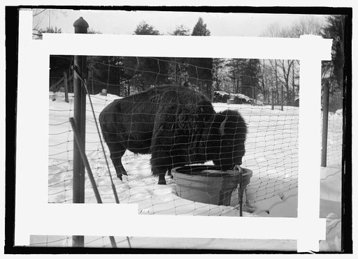 Zoo: buffalo