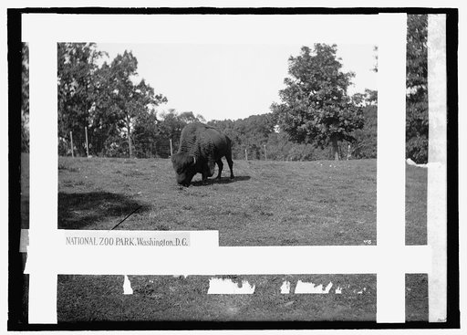 Zoo: buffalo