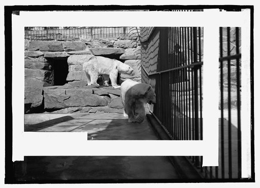 Bear, zoo