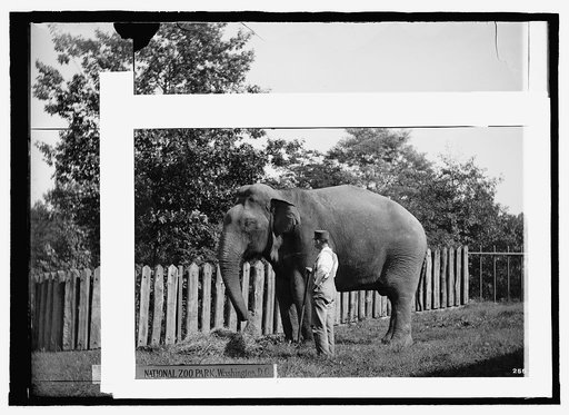 Zoo: elephant