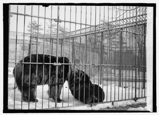 Bear zoo