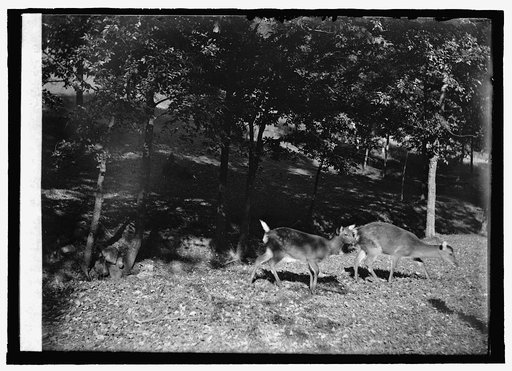 Zoo park: deer
