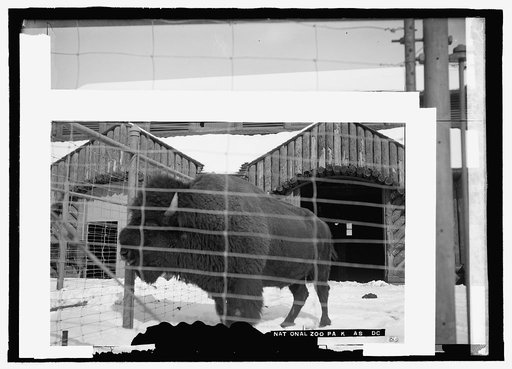 Buffalo zoo