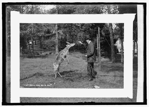 Deer, zoo