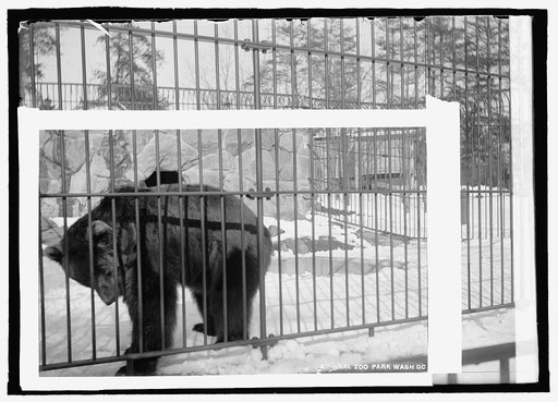 Bear, zoo