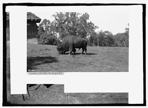 Zoo park: buffalo