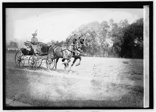 McCanley horses