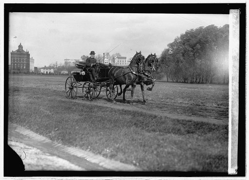 McCanley horses