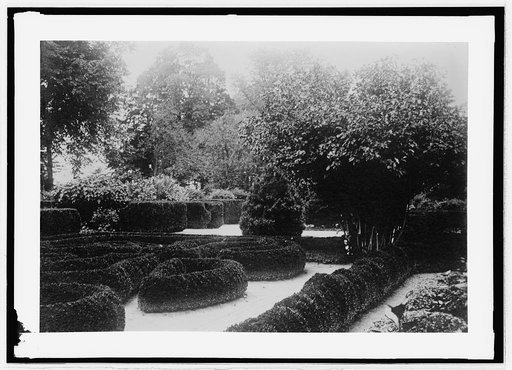 Box Hedges, Mt. Vernon