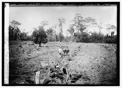 ...] plantation [...