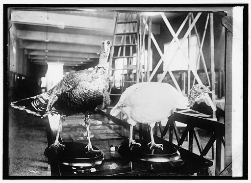 Turkeys