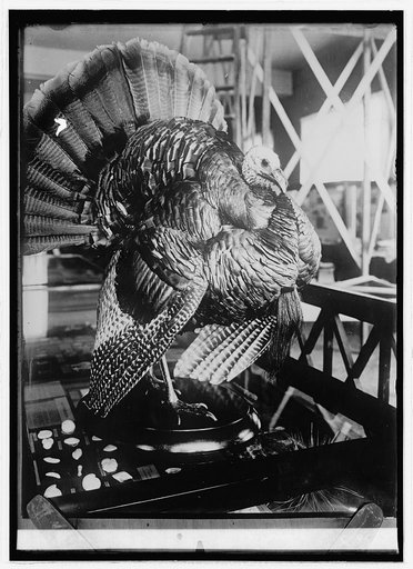 Turkey
