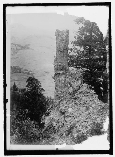 Yellowstone Nat. Pk. Fossil Forests [...] fossil pine