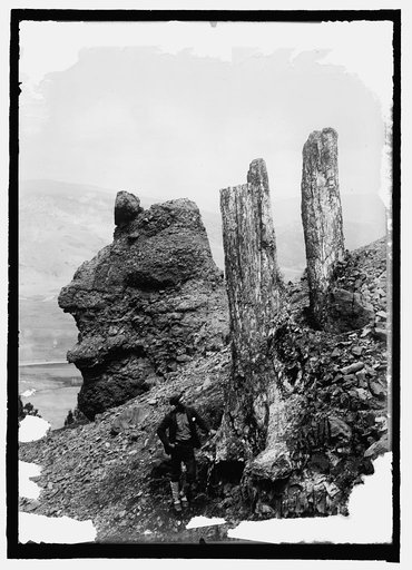 Yellowstone Nat. Park. Fossil Forests