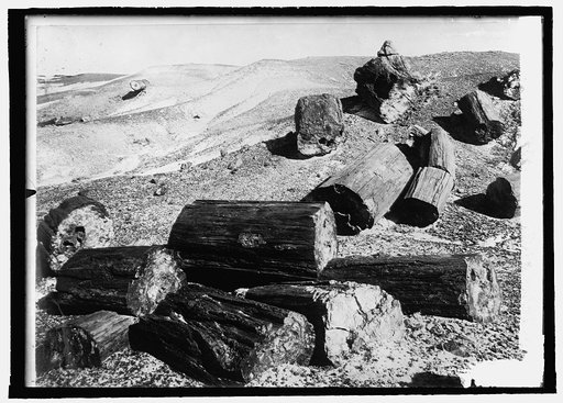 Yellowstone Park, Fossil Forests