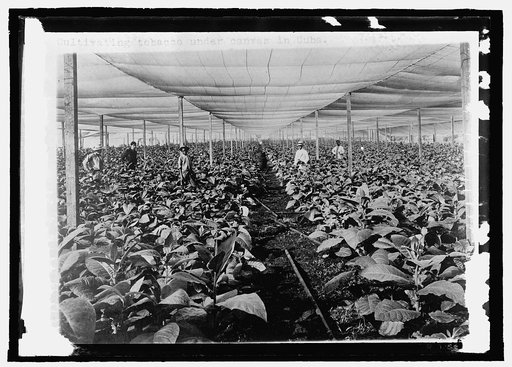 Cultivating tobacco under canvas, Cuba