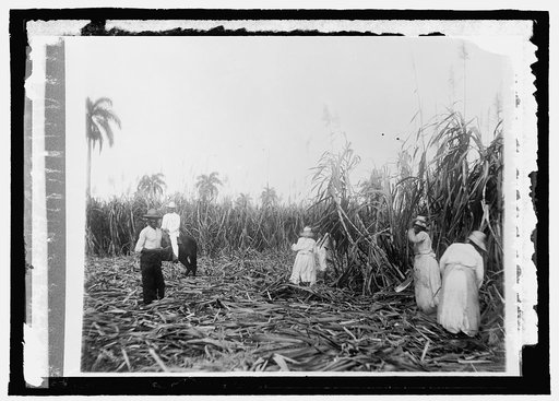 Cuba sugar cane