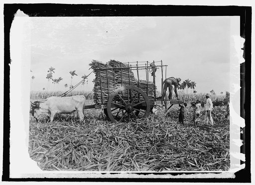 Cuba, loading sugar cane