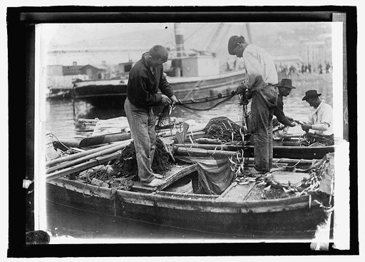 Austria. Sardine fishing, Gulf of Triest