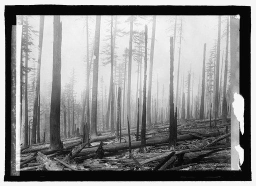 Oregon National Forest. Effect of fire on an old b[...