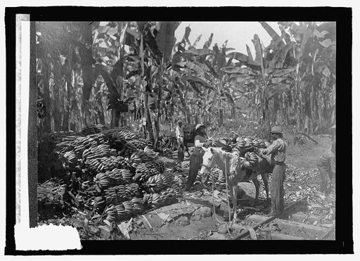Costa Rica, hauling bananas to cars